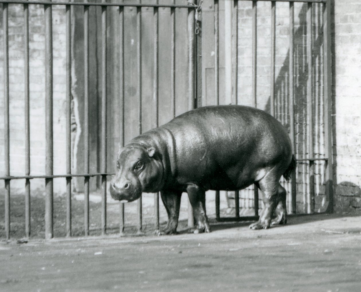 Un hipopótamo pigmeo en el Zoológico de Londres en 1927 de Frederick William Bond