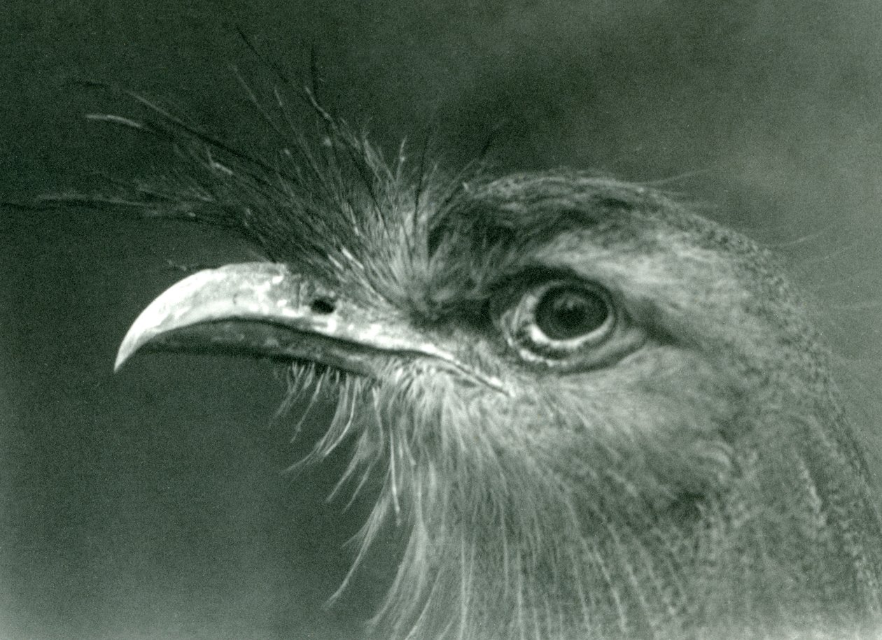 Una seriema de patas rojas en el zoológico de Londres en 1924 de Frederick William Bond