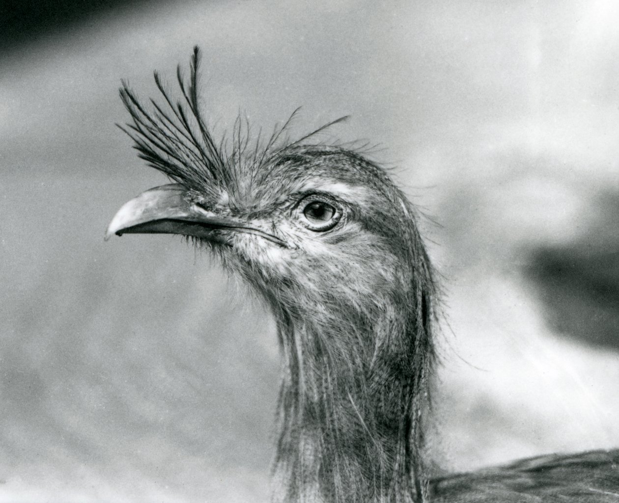 Una seriema de patas rojas en el Zoológico de Londres en 1929 (foto en blanco y negro) de Frederick William Bond