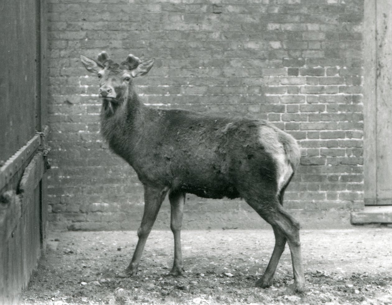 Un ciervo rojo con astas en crecimiento, Zoológico de Londres, agosto de 1928 (foto en blanco y negro) de Frederick William Bond