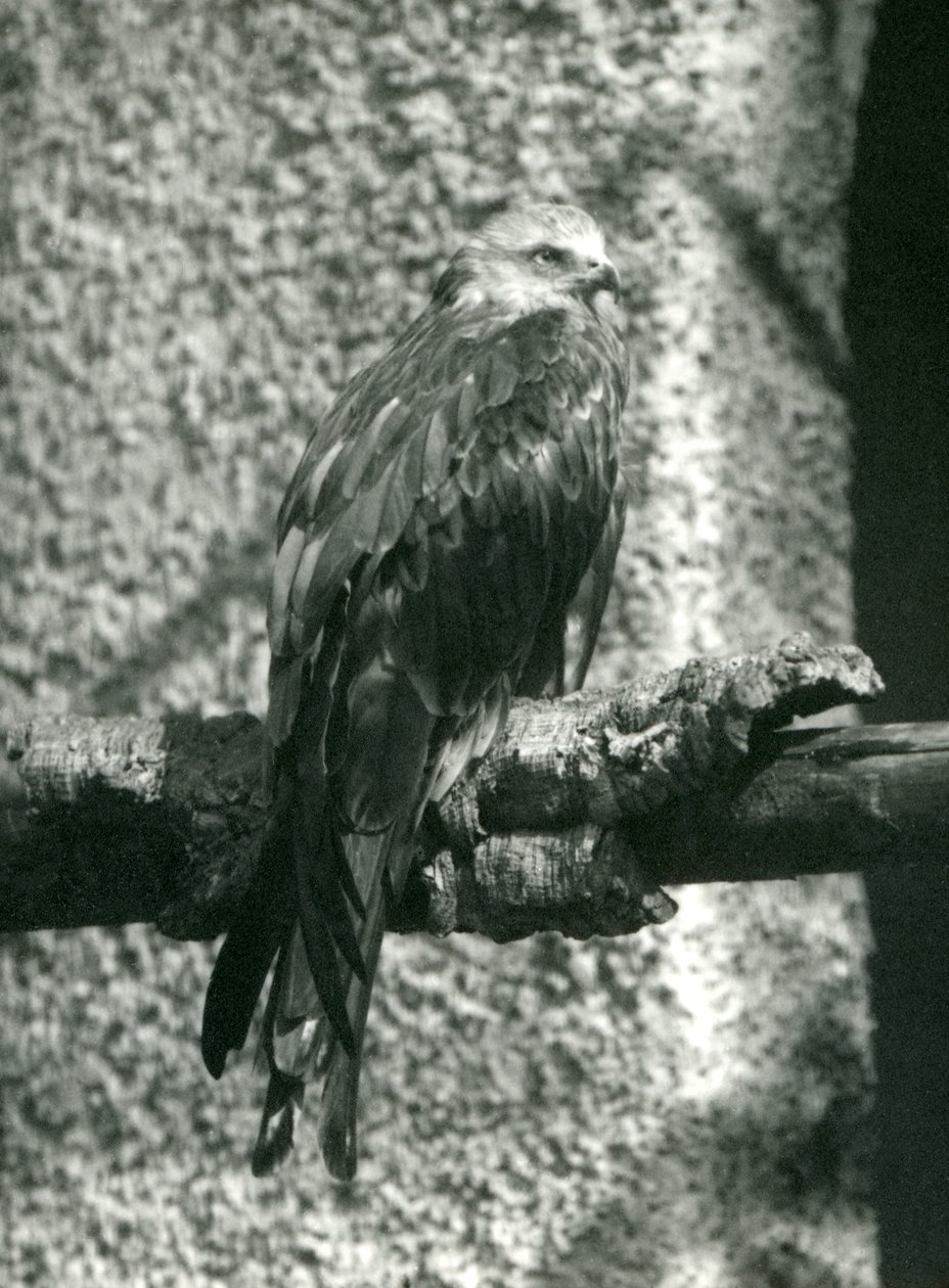 Un milano real posado en una rama en el Zoológico de Londres en 1924 de Frederick William Bond