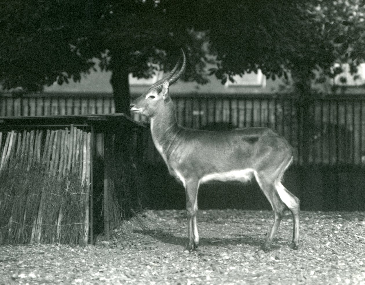 Lechwe rojo en el Zoológico de Londres, julio de 1924 de Frederick William Bond