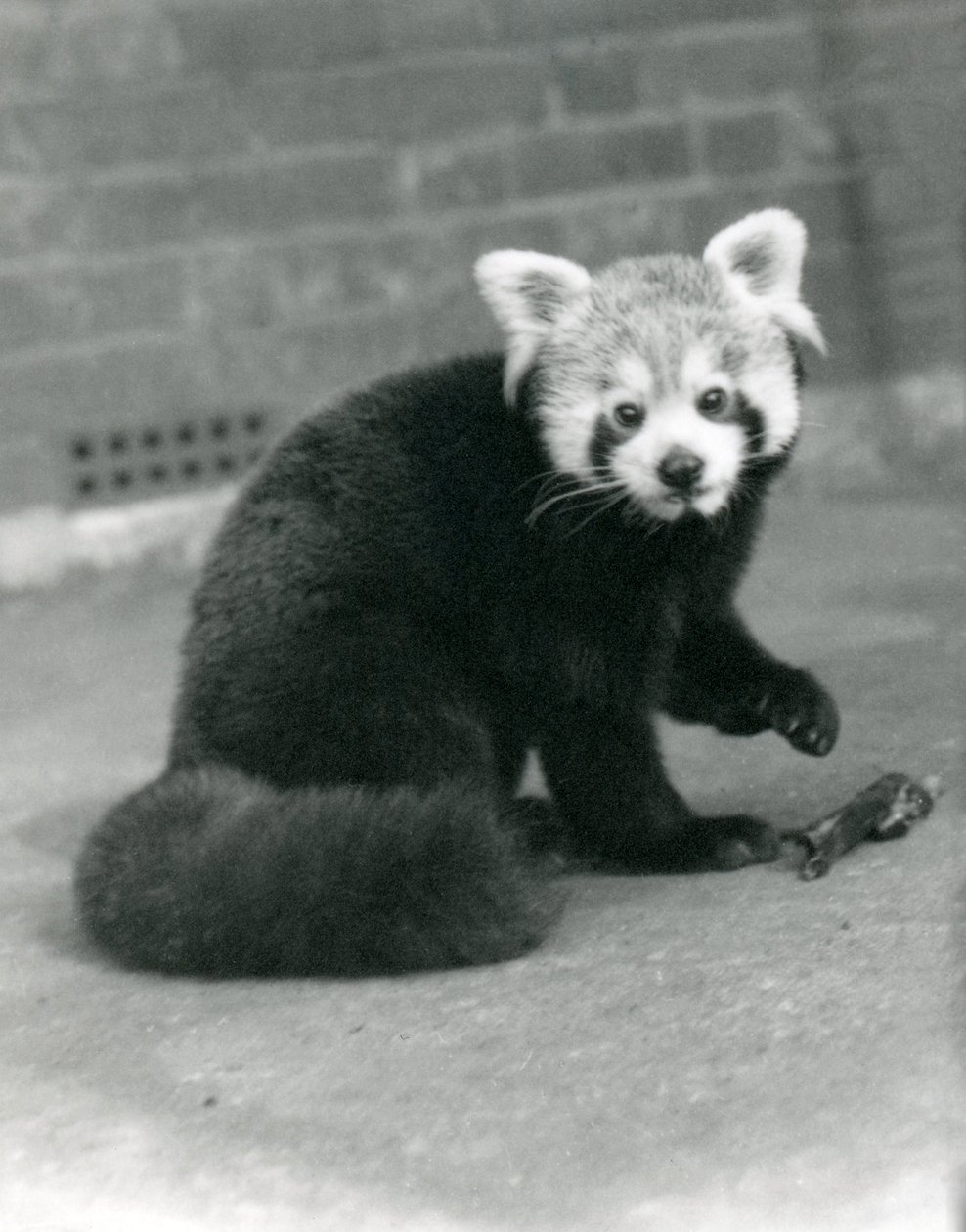 Un panda rojo sentado en el Zoológico de Londres, 1917 de Frederick William Bond