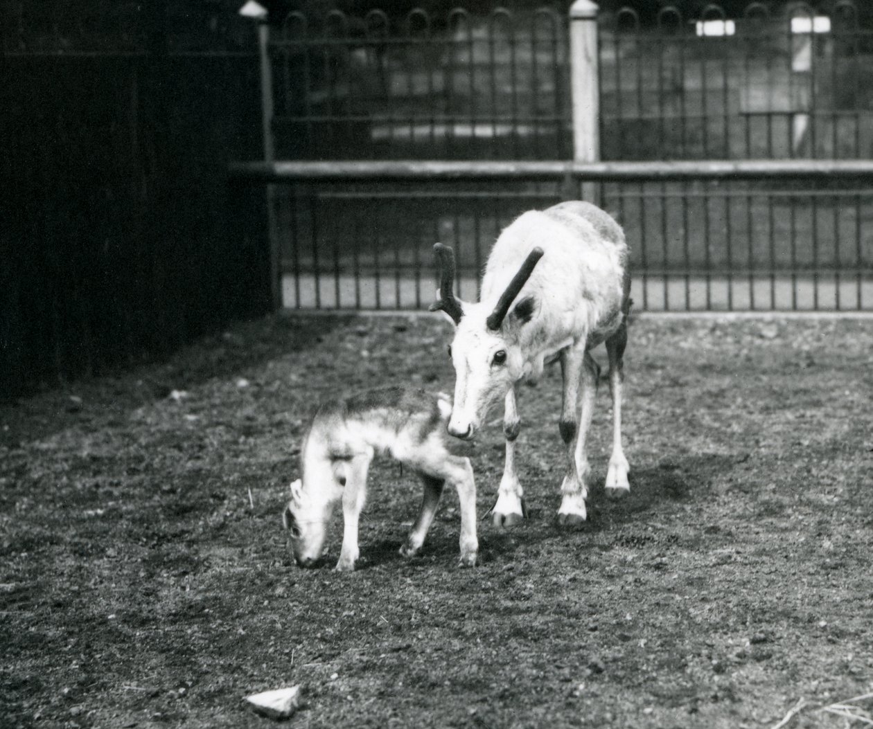Un reno con su cría en el Zoológico de Londres, marzo 1914 de Frederick William Bond