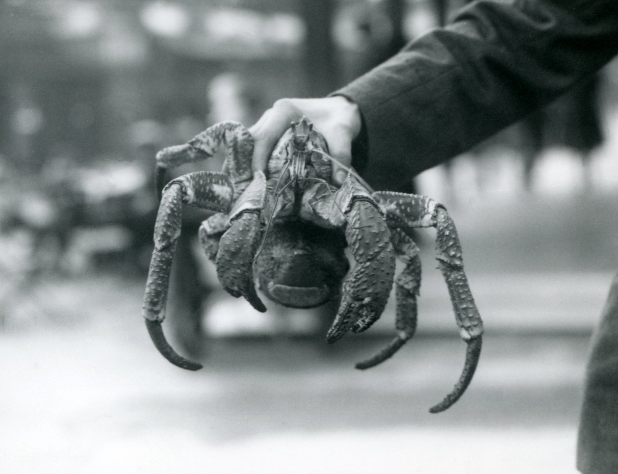 Un cangrejo ladrón o cangrejo de los cocoteros sostenido por un cuidador en el Zoológico de Londres, julio de 1927 de Frederick William Bond