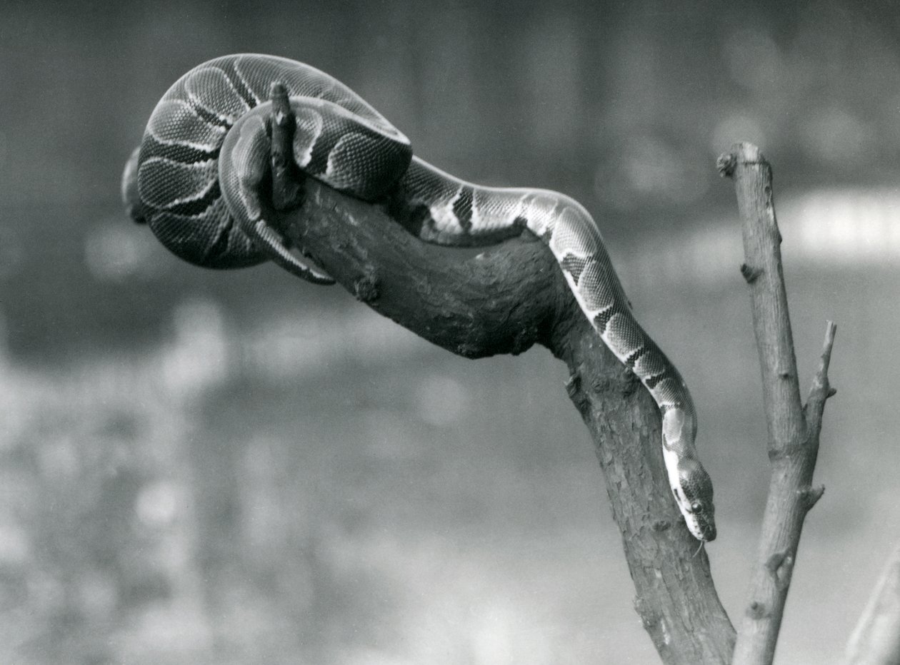 Una pitón real descendiendo por una rama en el Zoológico de Londres en octubre de 1925 de Frederick William Bond