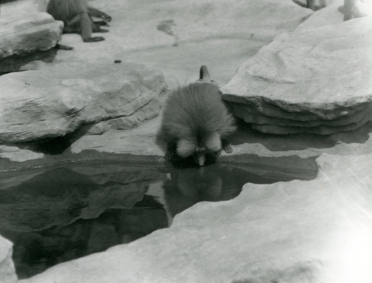 Un babuino sagrado bebiendo de una piscina entre las rocas de 