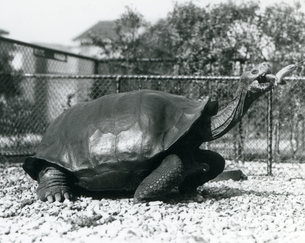 Una tortuga de Galápagos siendo alimentada con un plátano en un palo (foto en blanco y negro) de Frederick William Bond