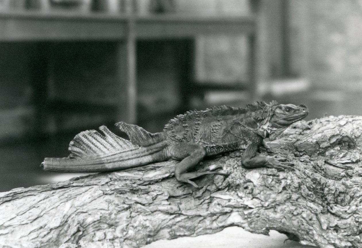 Un lagarto de vela, con cola dañada, descansando en un tronco en el Zoológico de Londres en 1928 de Frederick William Bond