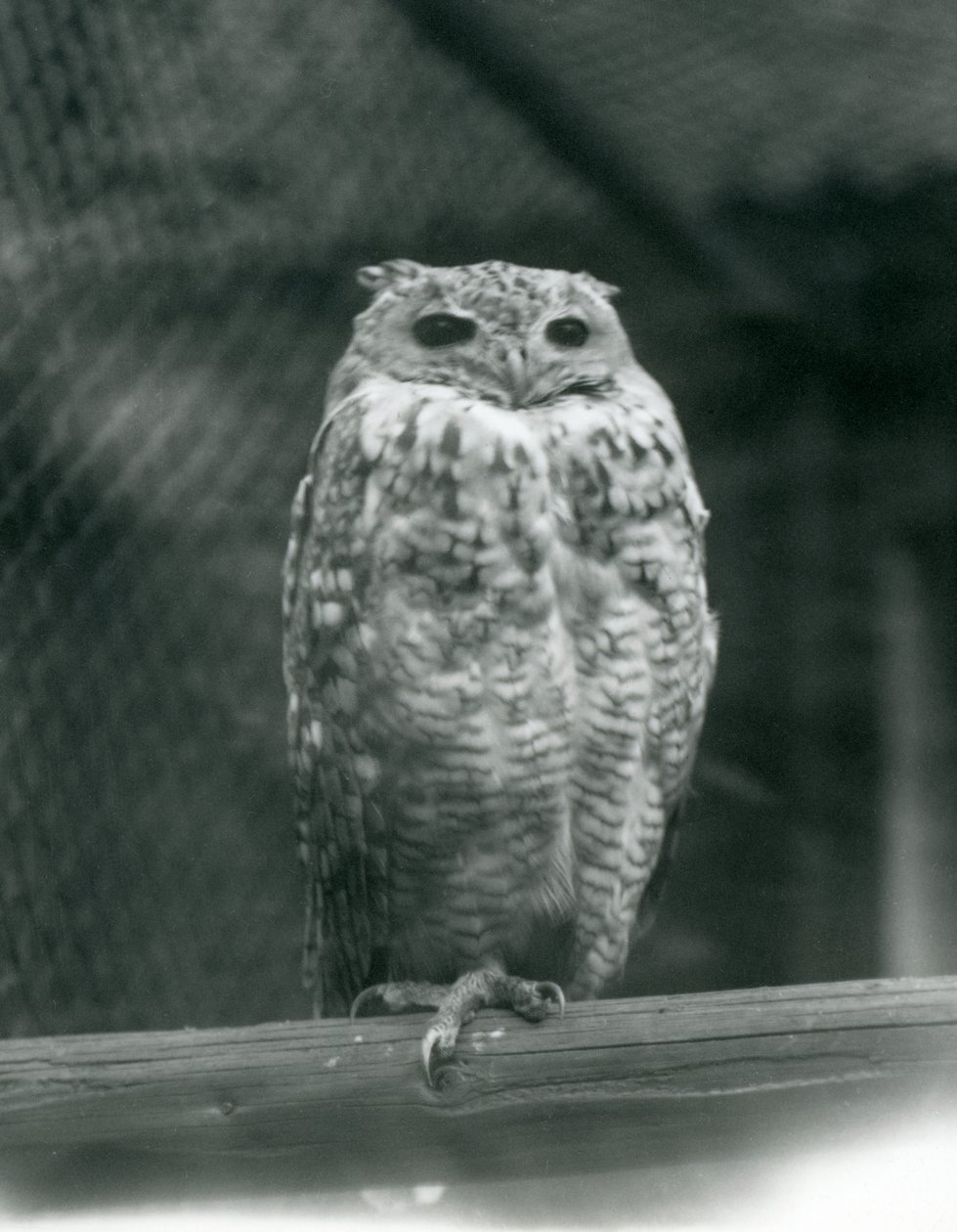 Un búho faraón de Savigny descansando en una rama en el Zoológico de Londres, septiembre de 1925 de Frederick William Bond
