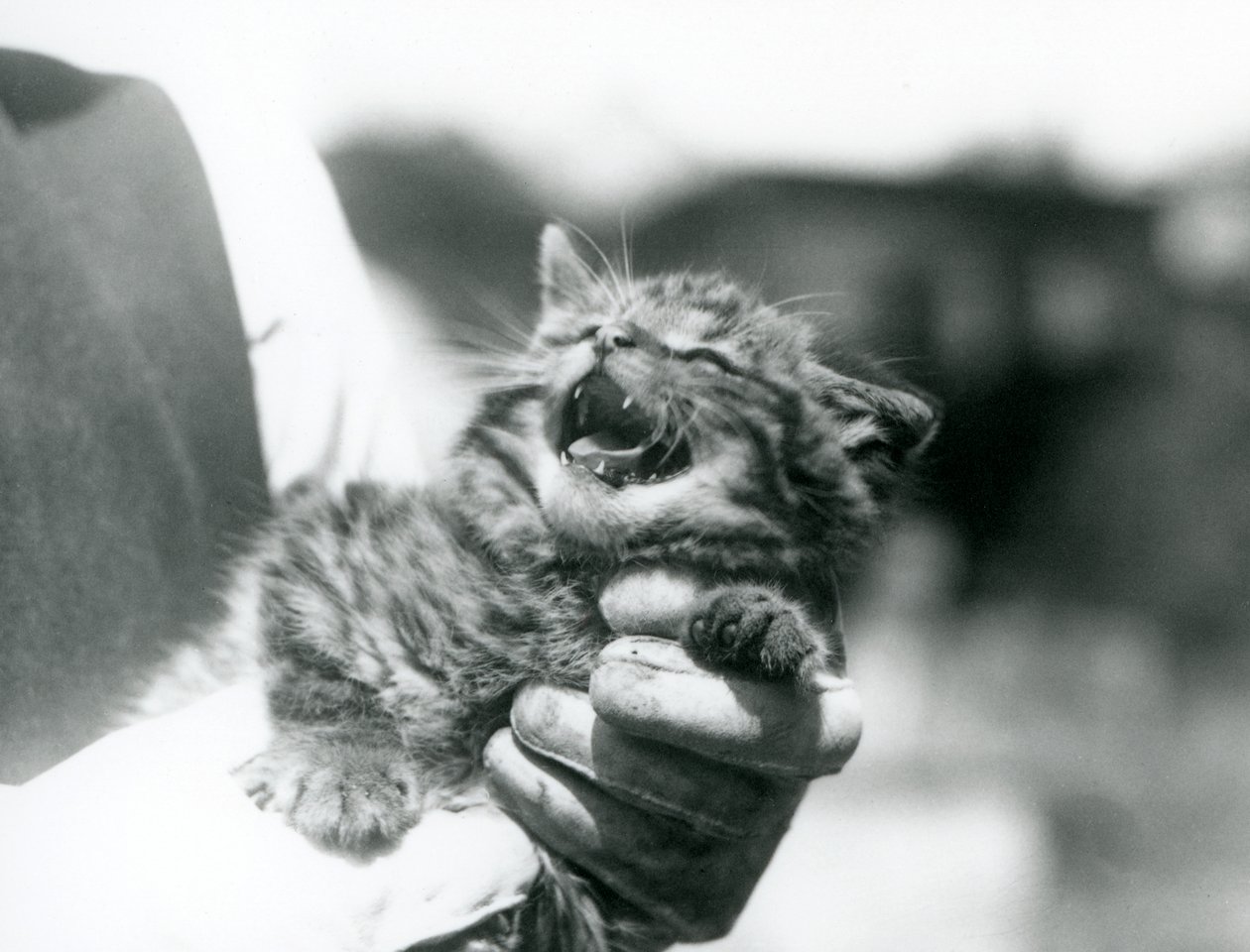 Un gatito de gato montés escocés sostenido en las manos de su cuidador, Zoológico de Londres de Frederick William Bond