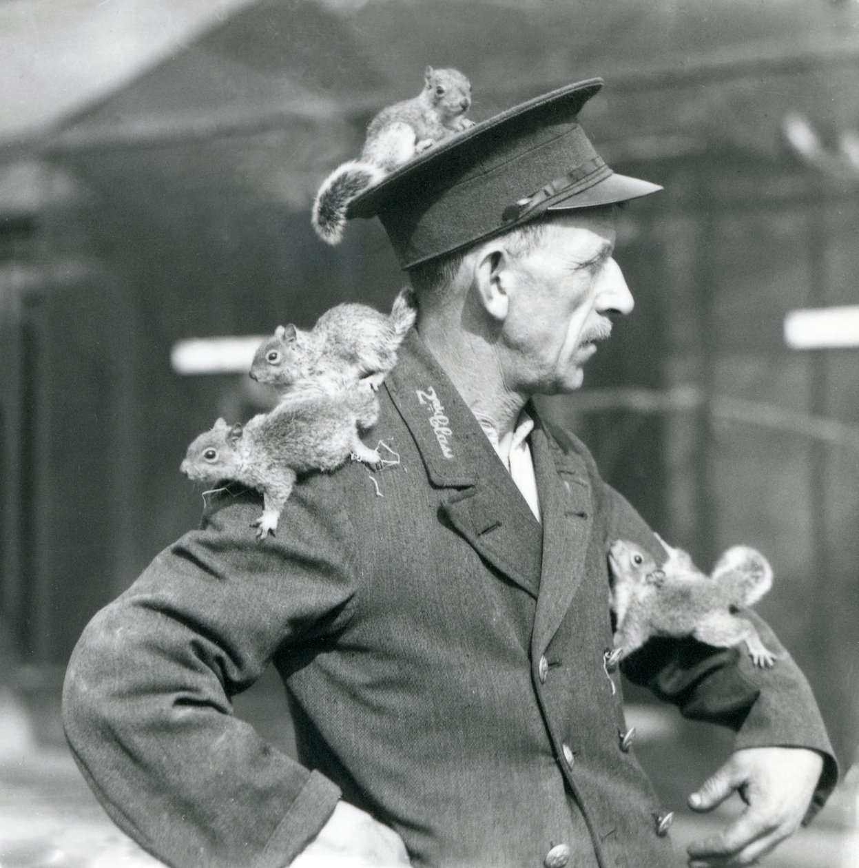 Un cuidador de segunda clase con cuatro ardillas grises jóvenes trepando por su sombrero y chaqueta, zoológico de Londres de Frederick William Bond