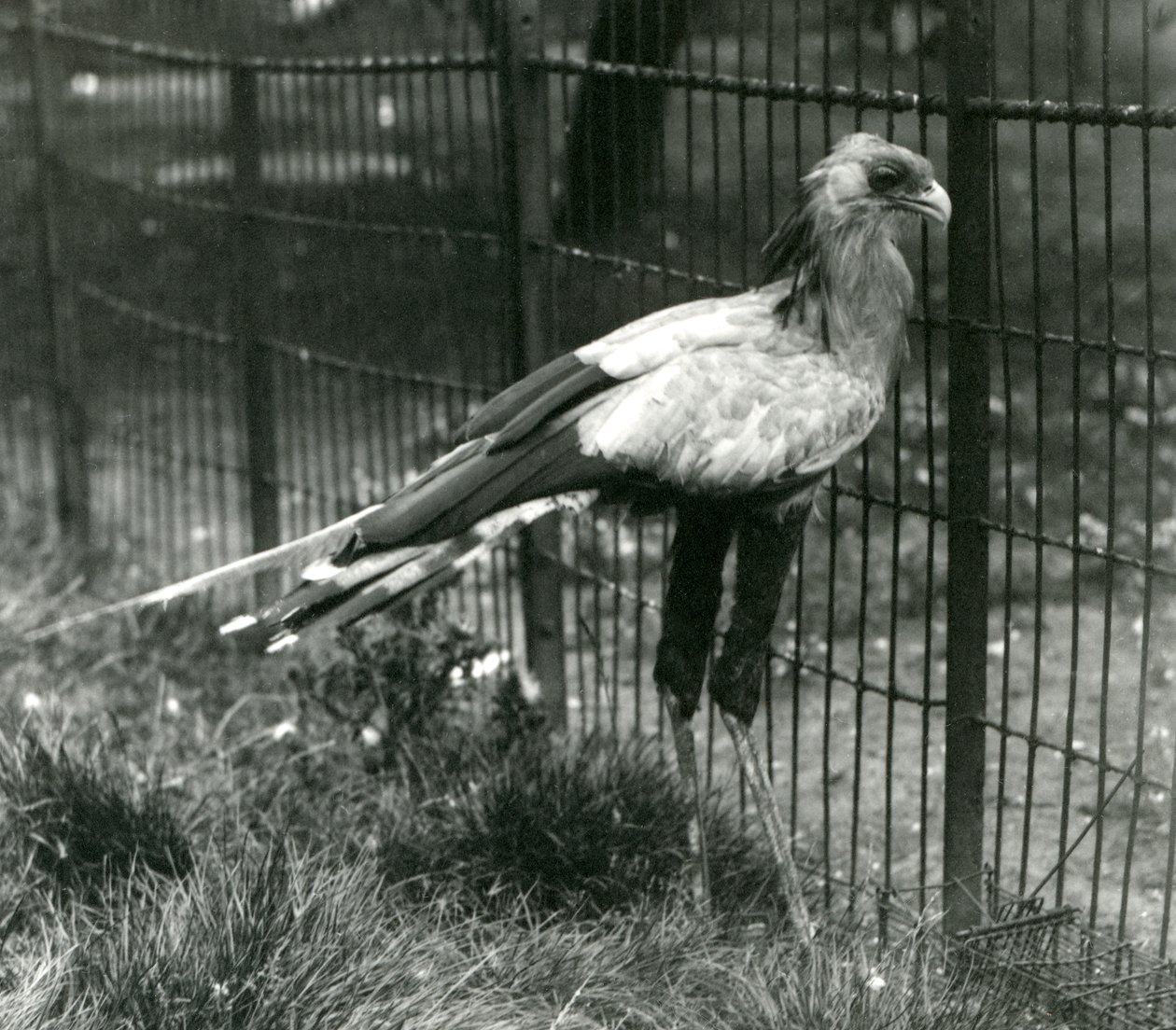 Un secretario en el Zoológico de Londres en septiembre de 1923 de Frederick William Bond