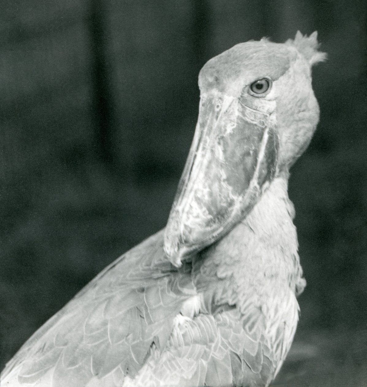 Un picozapato, zoológico de Londres, julio de 1926 de Frederick William Bond