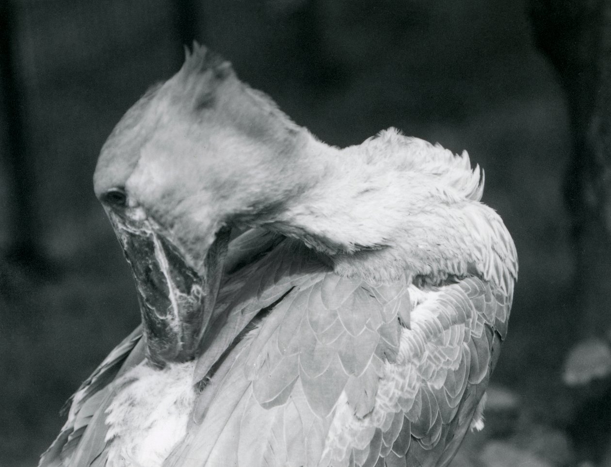 Un picozapato acicalando sus plumas en el Zoológico de Londres en 1926 de Frederick William Bond