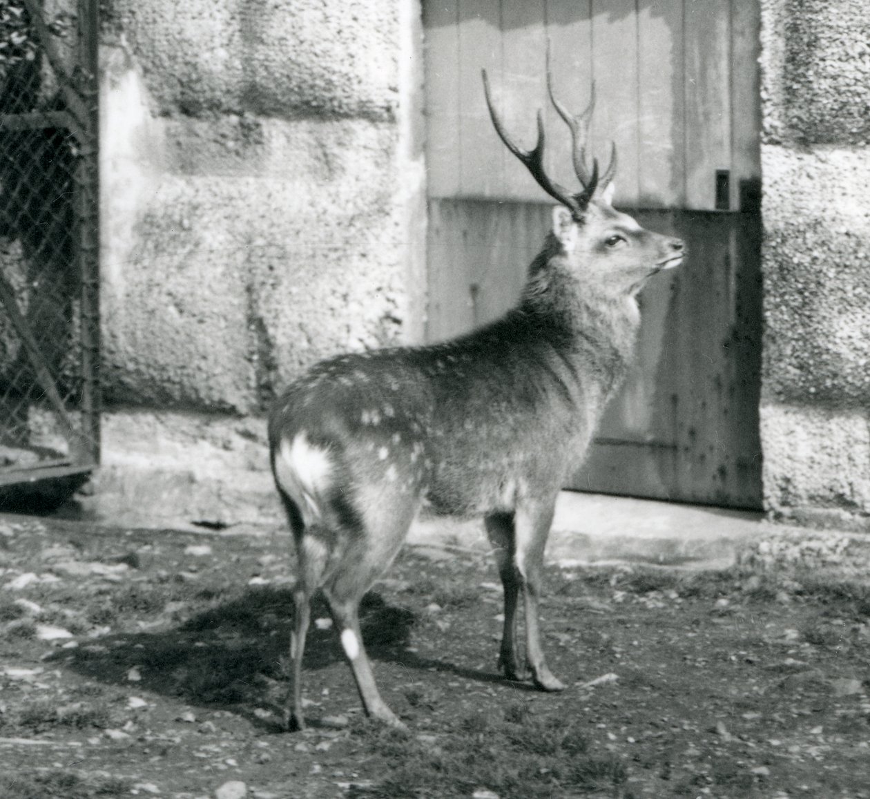 Un ciervo manchado japonés de pie en su recinto, Zoológico de Londres, agosto de 1927 de Frederick William Bond