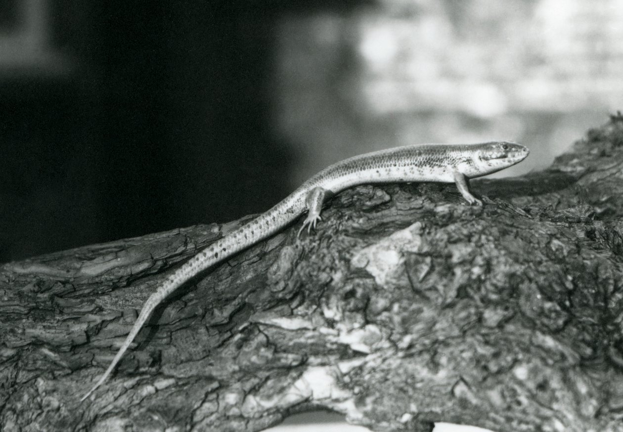 Un Eslizón descansando en un tronco en el Zoológico de Londres en 1929 (foto en blanco y negro) de Frederick William Bond
