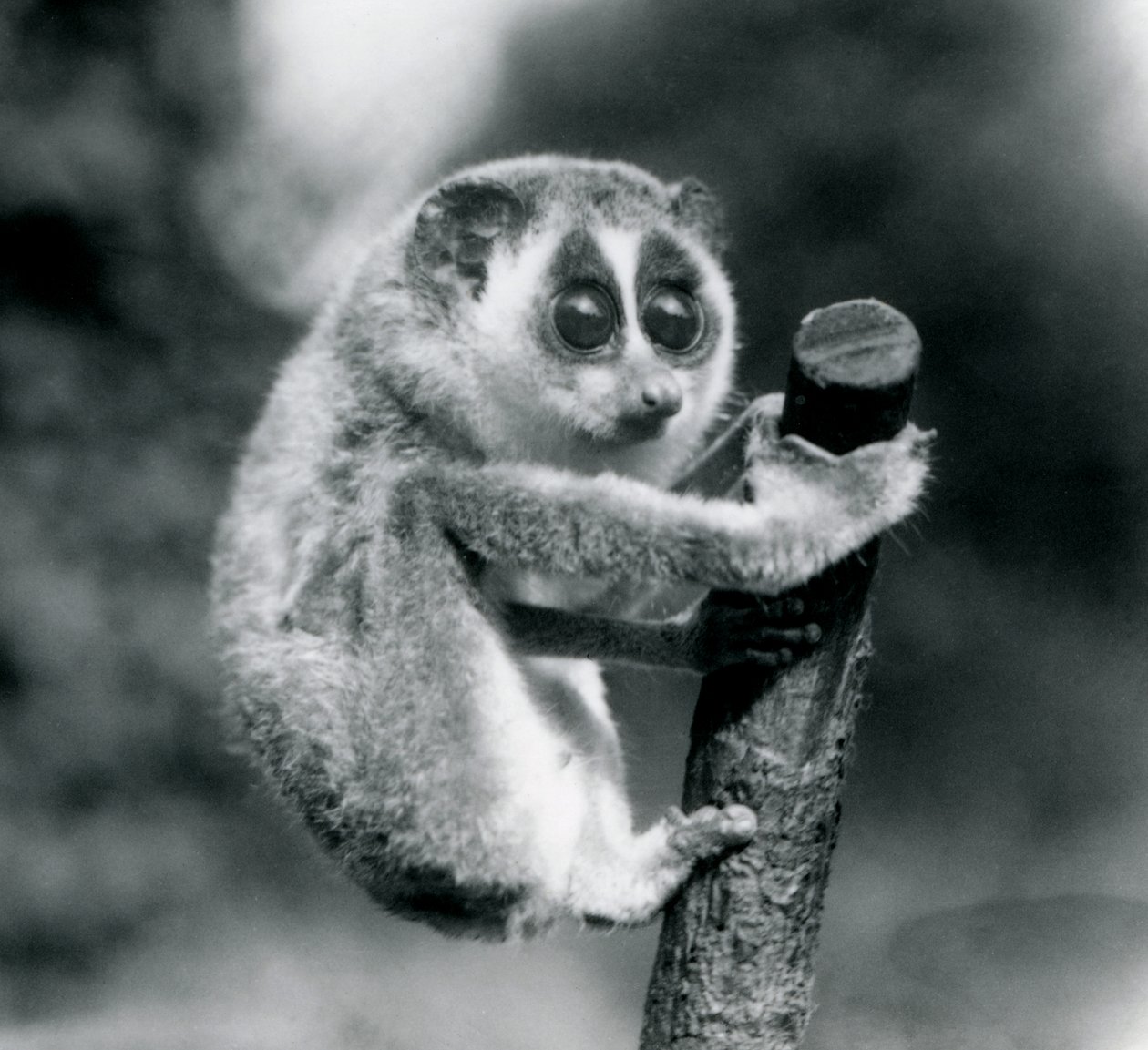 Un loris delgado agarrándose al extremo de una rama, zoológico de Londres, agosto de 1926 de Frederick William Bond