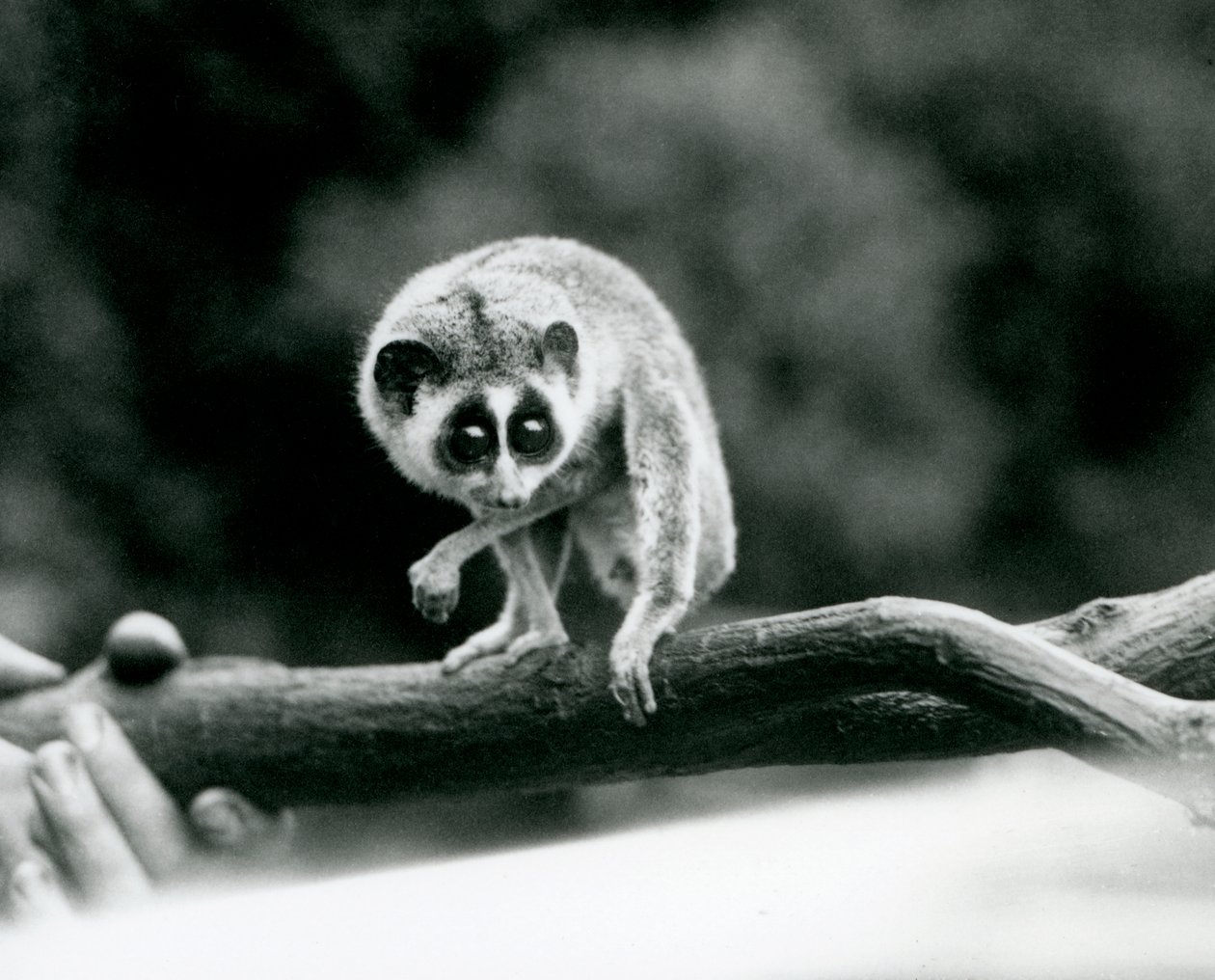 Un loris delgado mirando hacia abajo desde una rama sostenida en las manos de un cuidador, Zoológico de Londres, agosto de 1926 de Frederick William Bond