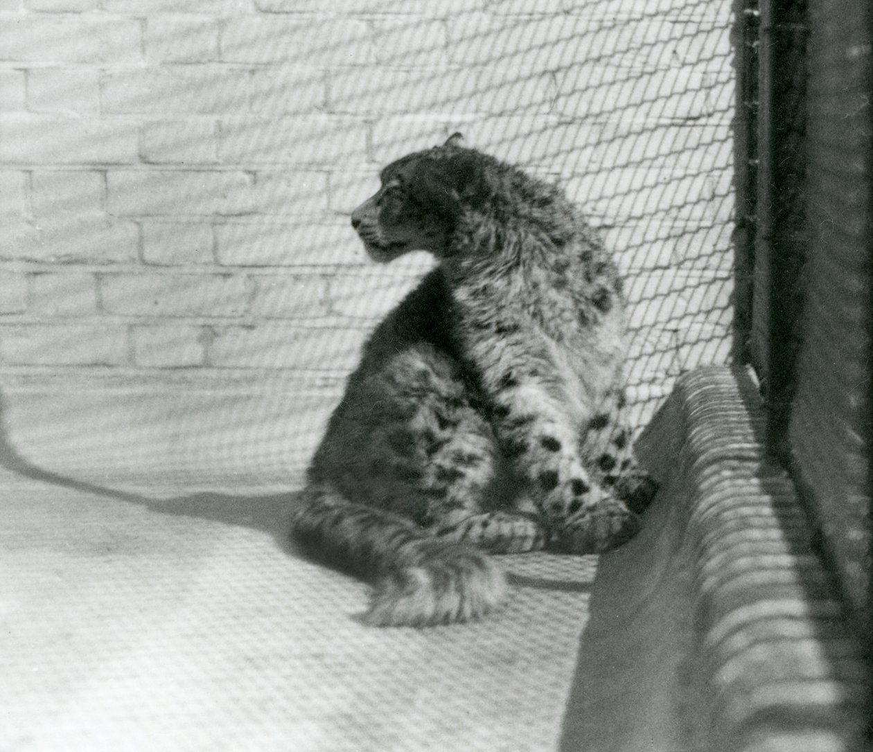 Un leopardo de las nieves sentado en el suelo, Zoológico de Londres de Frederick William Bond