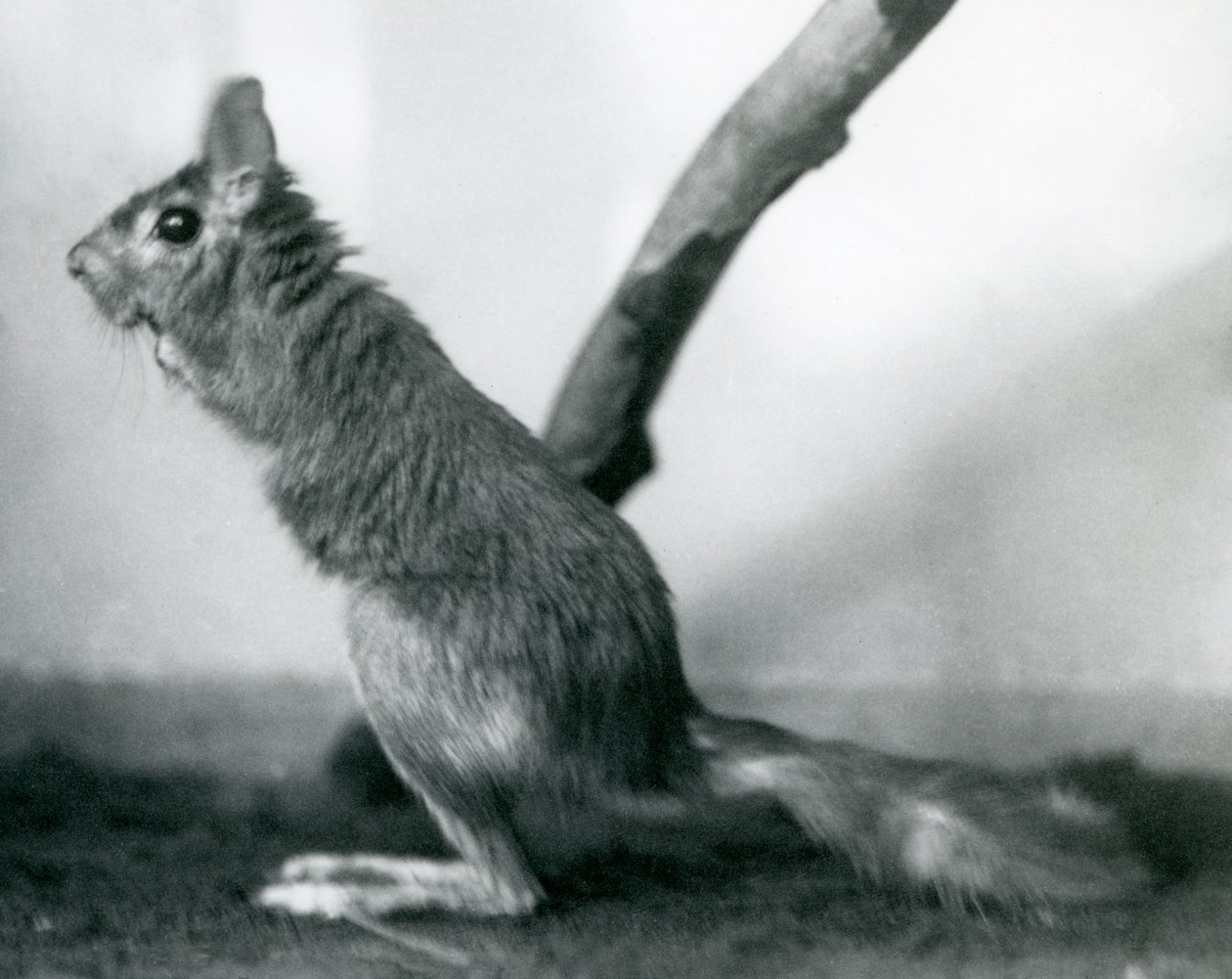 Liebre saltadora del Cabo sentada junto a una rama en su recinto, Zoológico de Londres, diciembre 1925 de Frederick William Bond