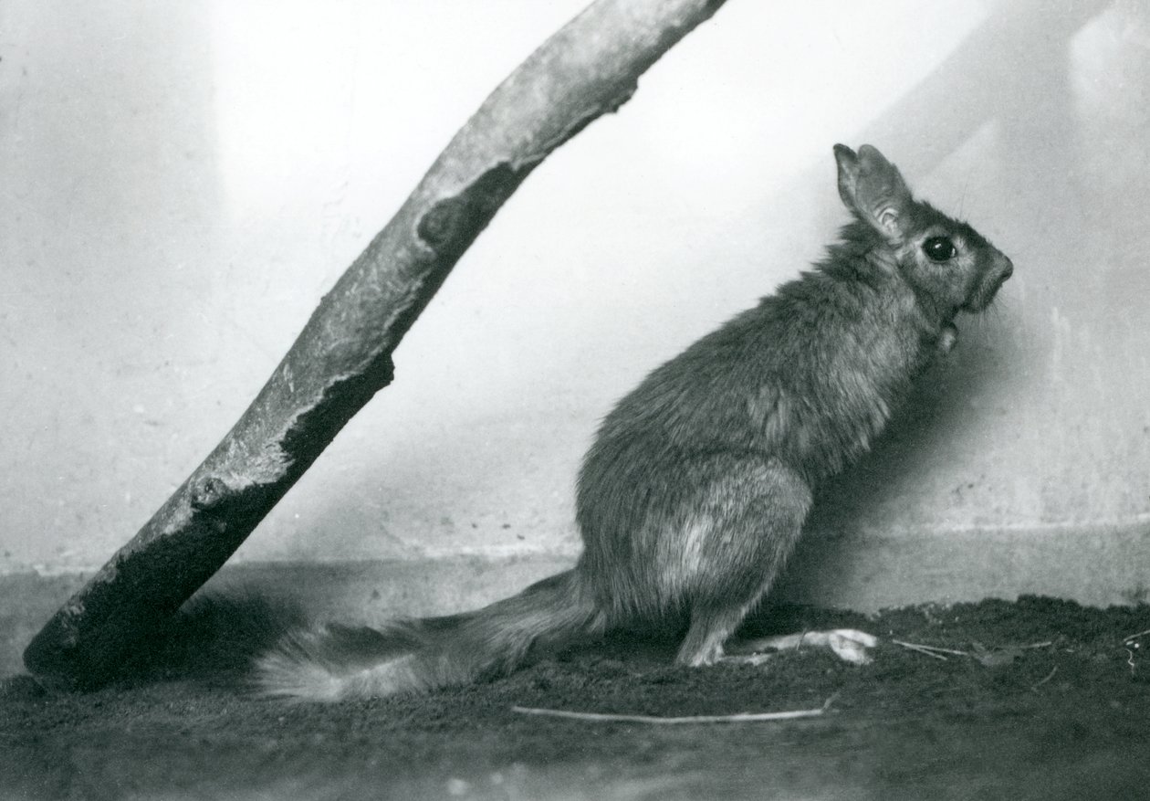 Liebre saltadora del Cabo sentada bajo una rama en su recinto, Zoológico de Londres, diciembre 1925 de Frederick William Bond