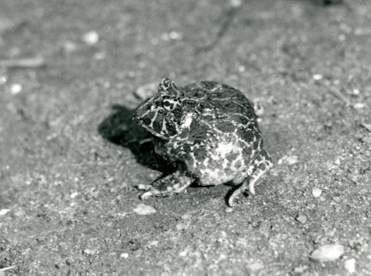 Una rana cornuda sudamericana, Zoológico de Londres, diciembre 1925 de Frederick William Bond