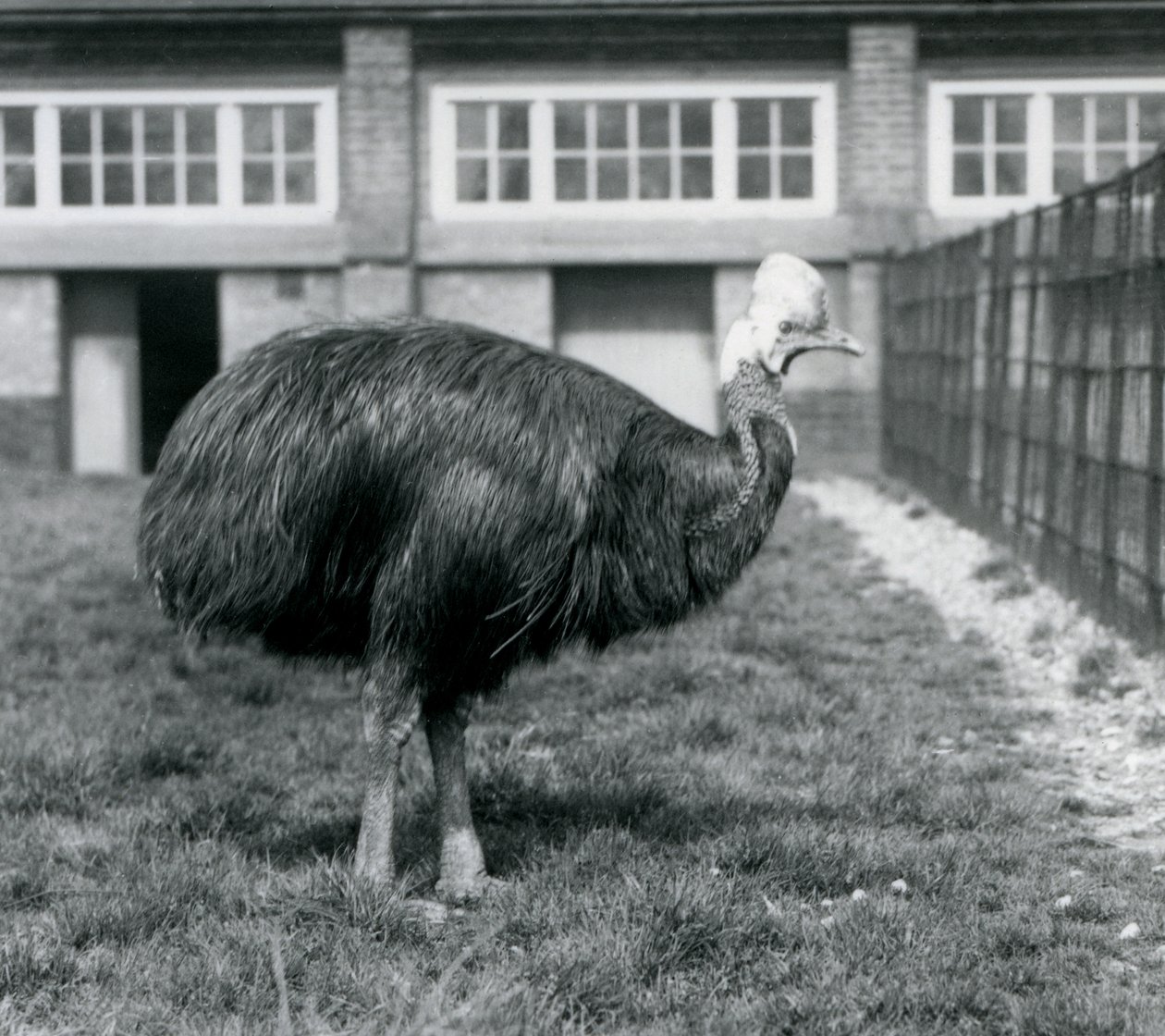 Un casuario del sur en el Zoológico de Londres en junio de 1925 de Frederick William Bond