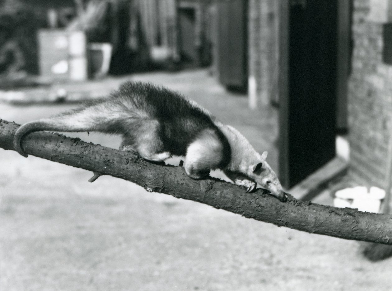 Un Tamandúa del Sur/Oso Hormiguero Collared/Oso Hormiguero Menor, caminando por una rama en el Zoológico de Londres de Frederick William Bond