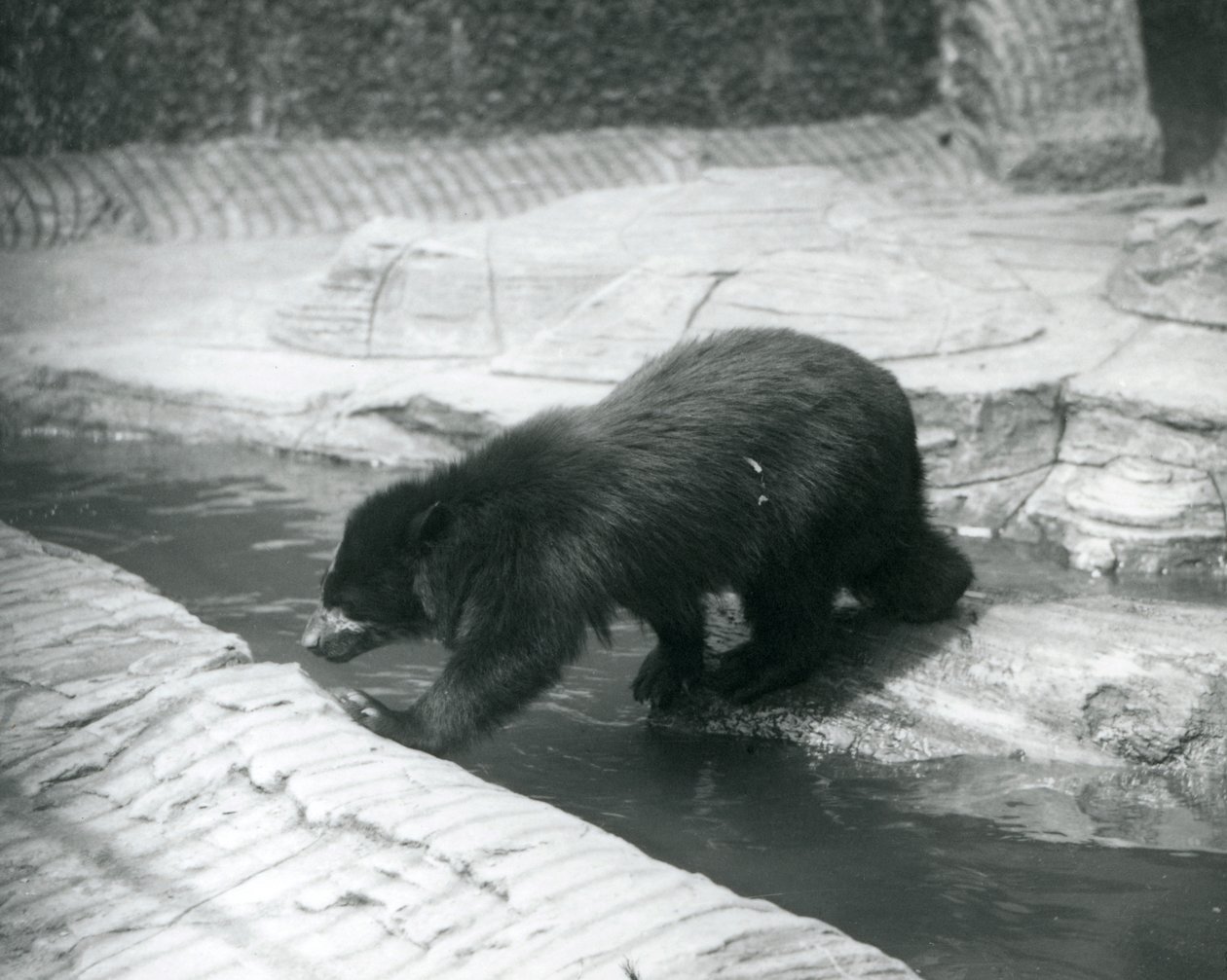 Un oso de anteojos o andino cruza un arroyo dentro de su recinto en el Zoológico de Londres, julio de 1925 de Frederick William Bond