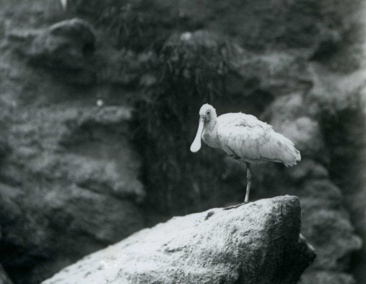 Un espátula de pie sobre una roca en el Zoológico de Londres en septiembre de 1927 de Frederick William Bond