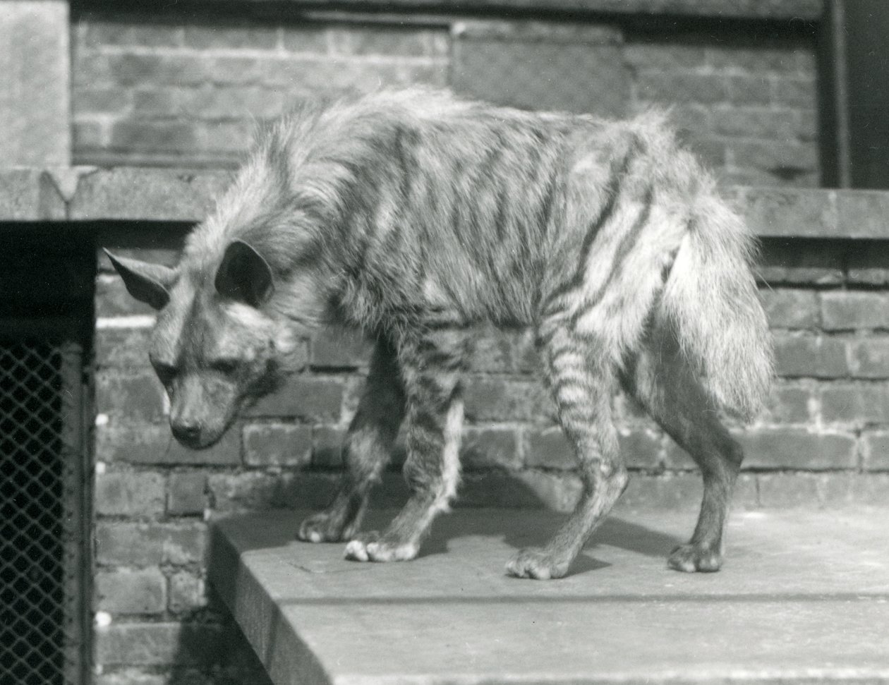 Una hiena rayada de pie en una plataforma en su recinto en el Zoológico de Londres, junio de 1925 de Frederick William Bond