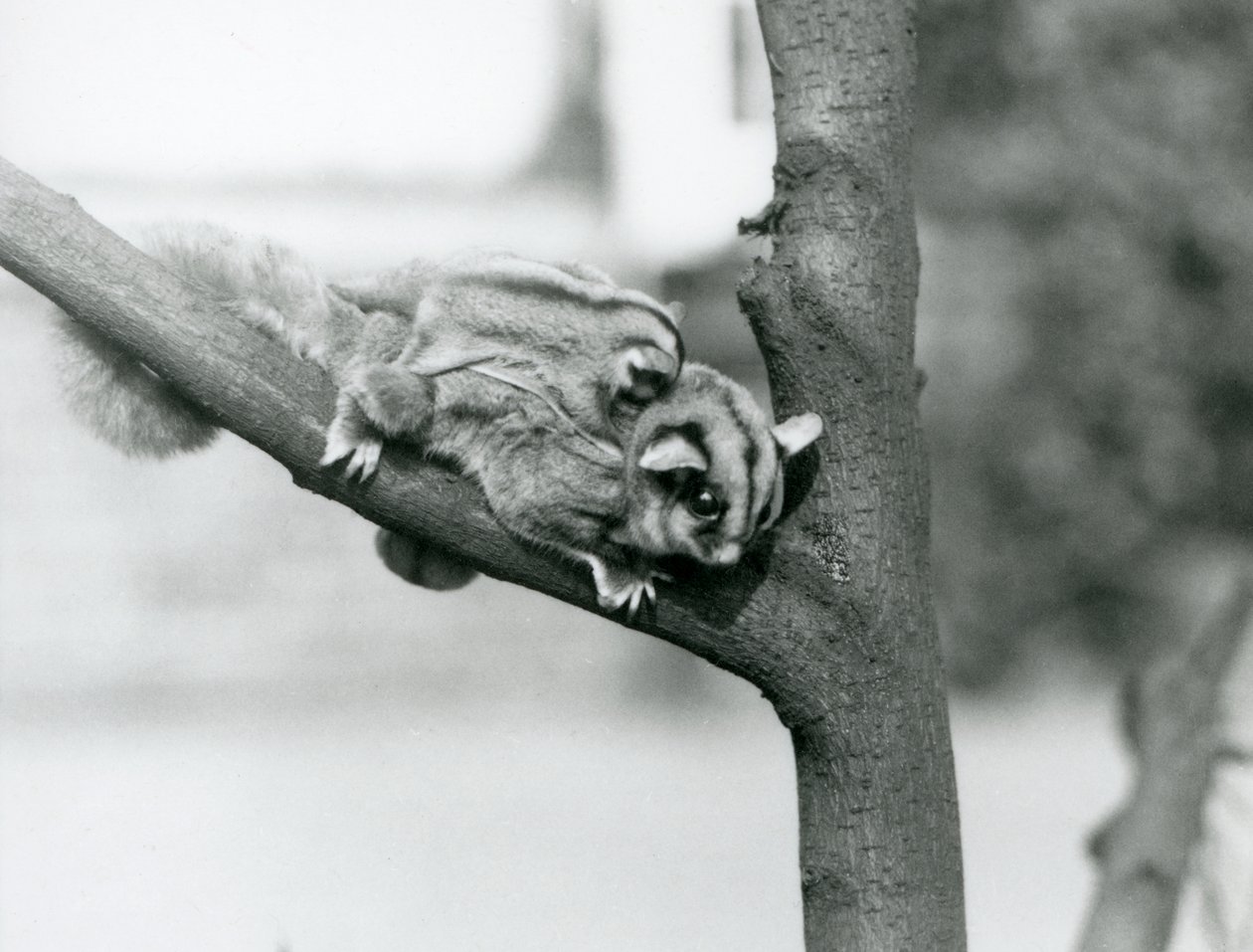 Un planeador del azúcar en una rama con su bebé en su espalda, Zoológico de Londres de Frederick William Bond