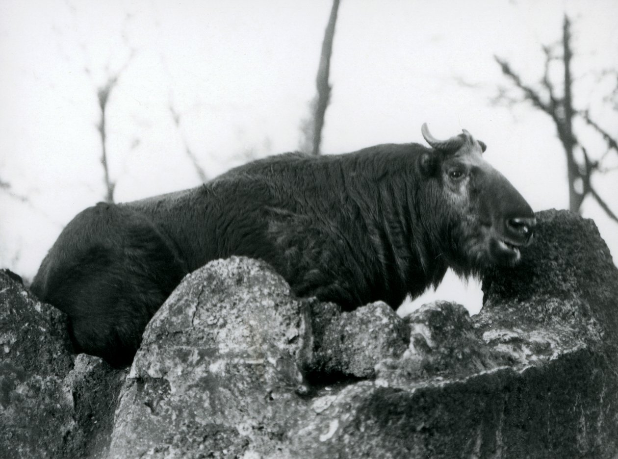 Un takin, también conocido como camurça de ganado o cabra gnu, descansando en una roca, Zoológico de Londres, 1925 de Frederick William Bond