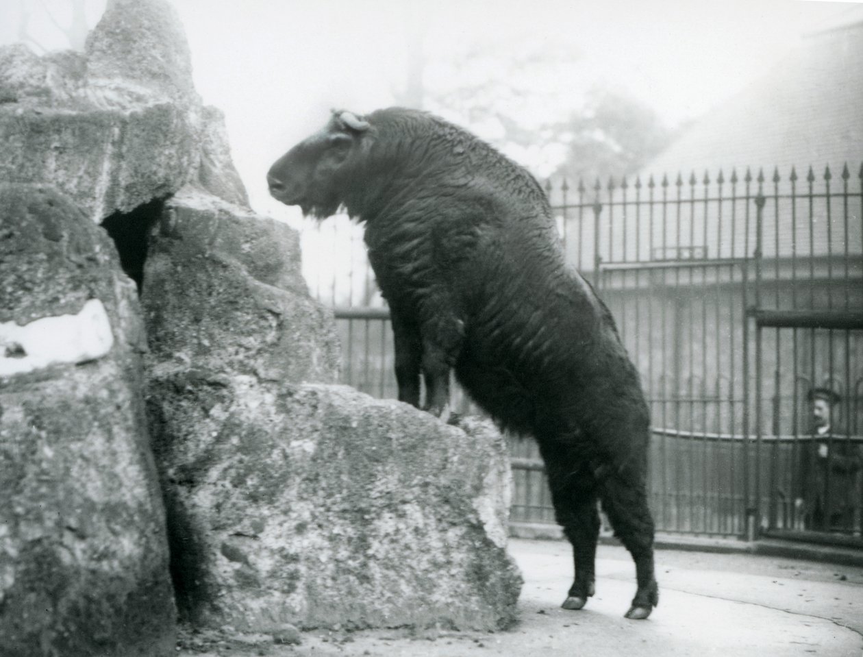Un Takin, también conocido como Chamois de Ganado o Cabra Gnu, de pie con sus patas delanteras apoyadas en una roca, Zoológico de Londres de Frederick William Bond