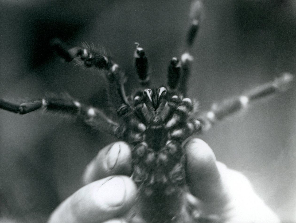 Una tarántula siendo sostenida para mostrar sus colmillos desde abajo, Zoológico de Londres, octubre de 1925 de Frederick William Bond