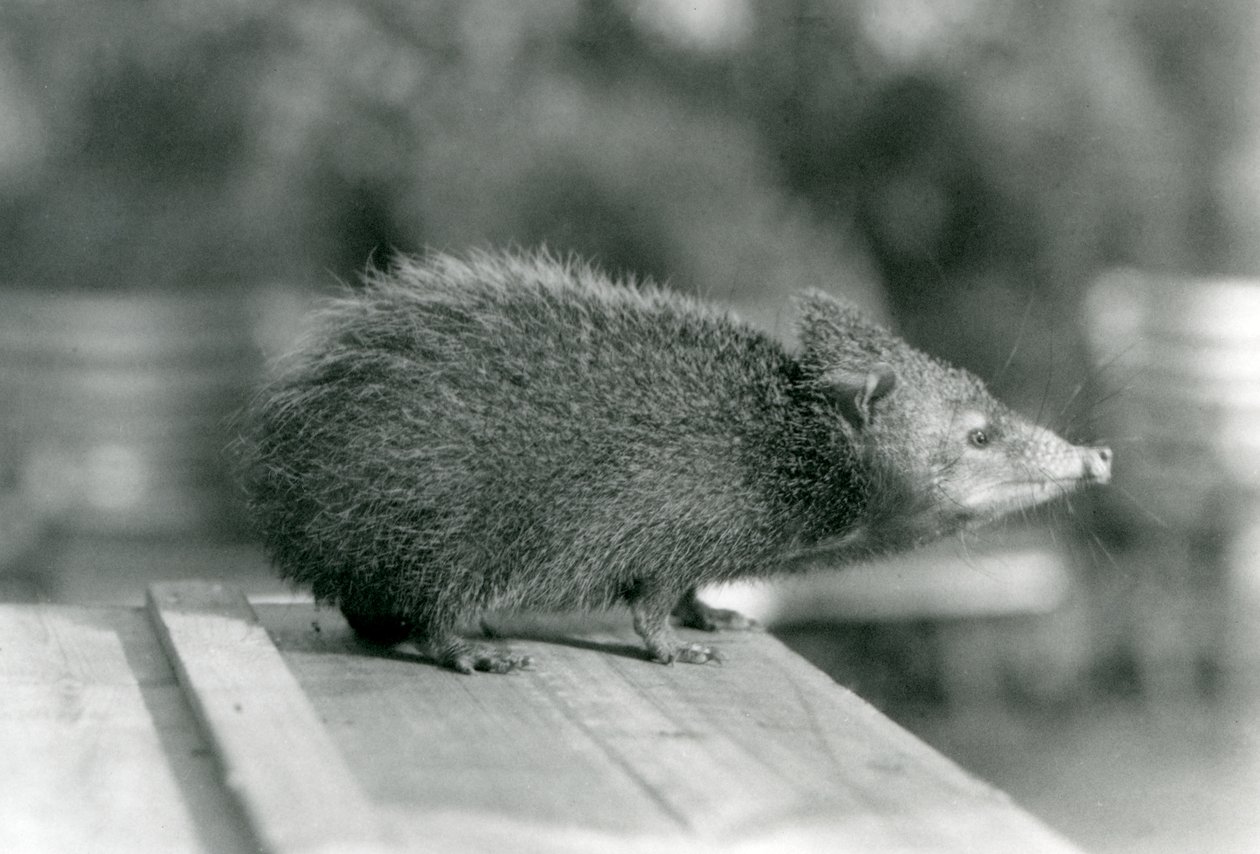 Un tenrec en el zoológico de Londres en 1929 de Frederick William Bond