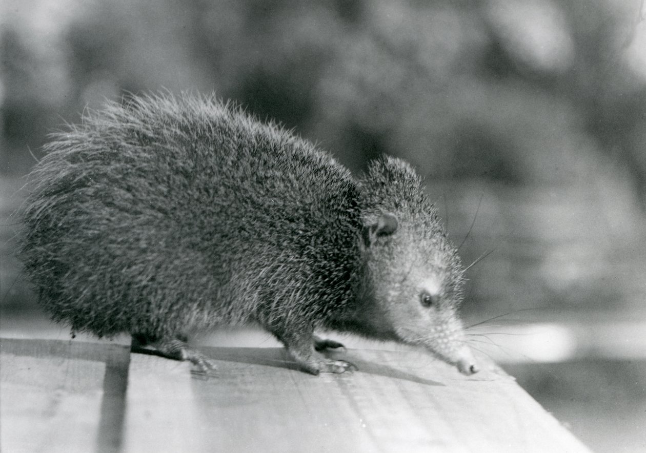 Un Tenrec en el Zoológico de Londres en 1929 de Frederick William Bond