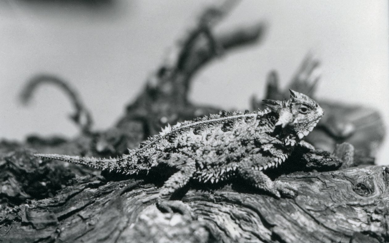 Un Lagarto Cornudo de Texas/Horntoad/HornedToad descansando en un tronco en el Zoológico de Londres en septiembre de 1928 de Frederick William Bond