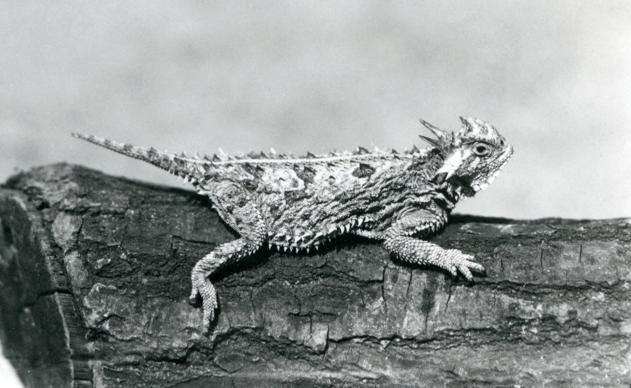 Un lagarto cornudo de Texas descansando en un tronco en el Zoológico de Londres en agosto de 1928 de Frederick William Bond