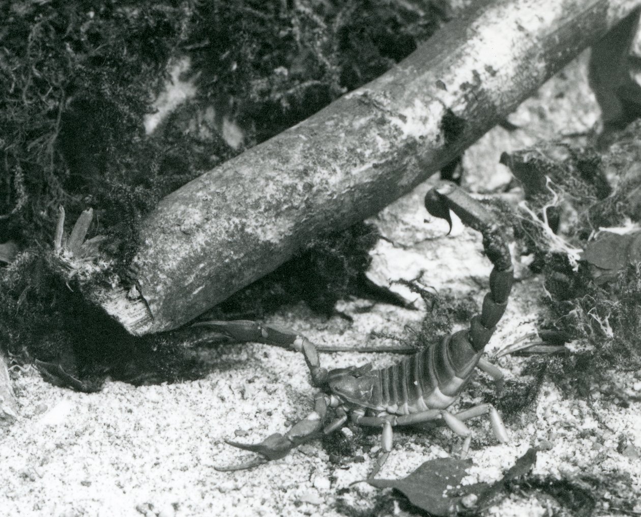 Un escorpión de Texas en el Zoológico de Londres en 1928 de Frederick William Bond