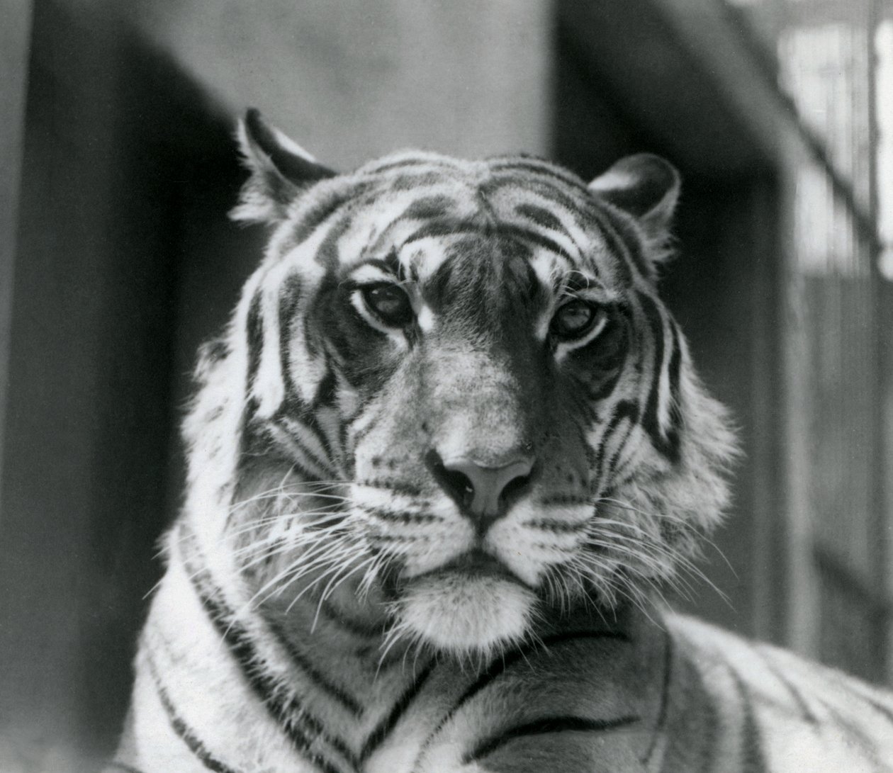 Un tigre en el Zoológico de Londres en julio de 1924 de Frederick William Bond