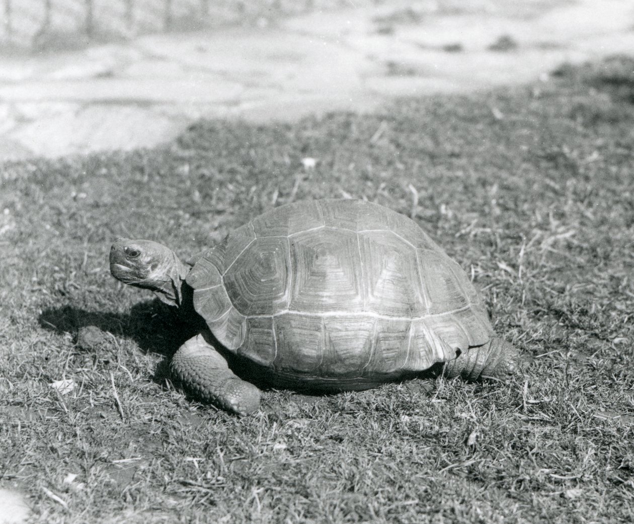 Una tortuga de pie sobre el césped en el zoológico de Londres en 1926 de Frederick William Bond