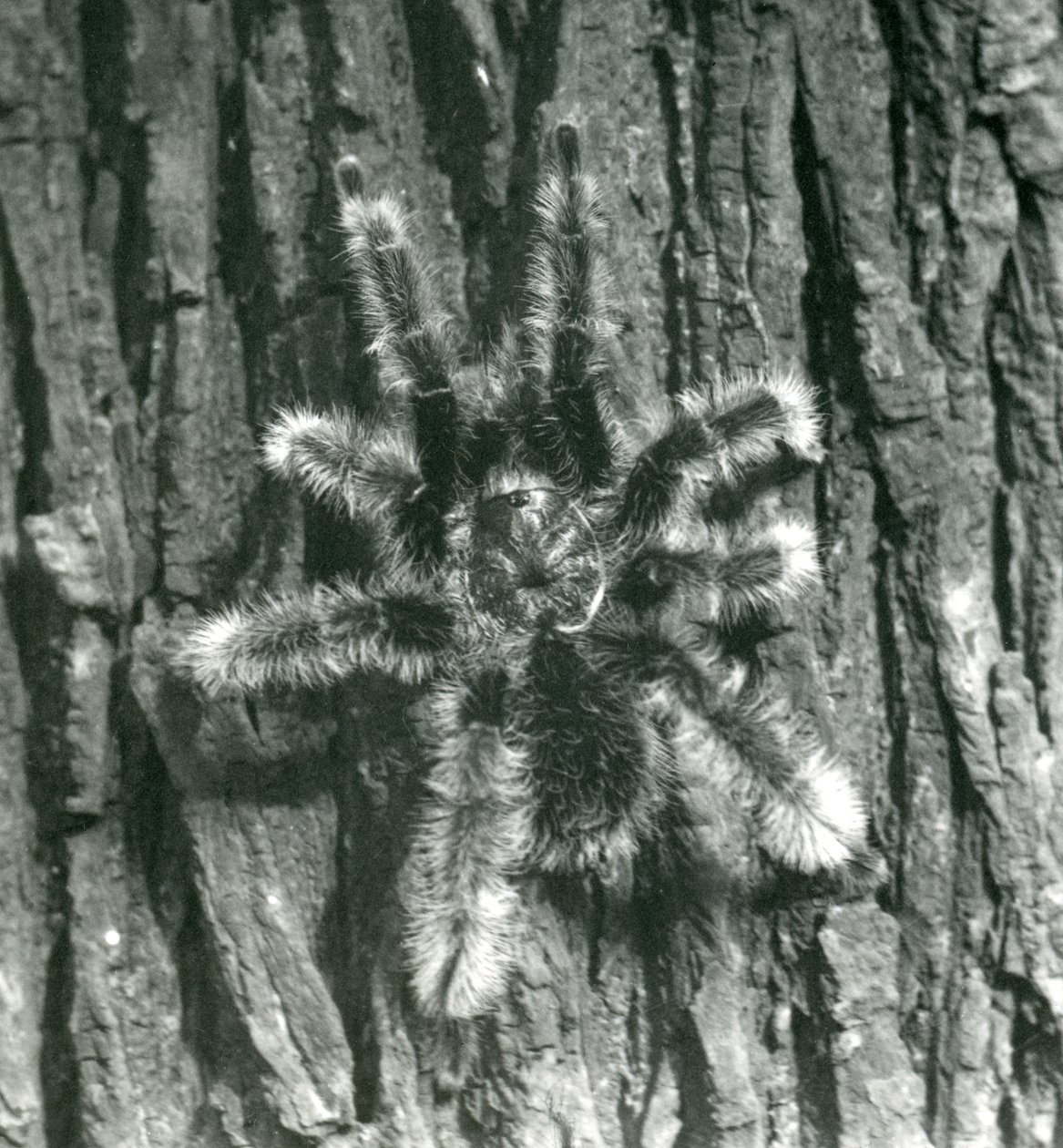 Tarántula Chevron de Trinidad en la corteza de un tronco de árbol, Zoológico de Londres, octubre de 1926 de Frederick William Bond