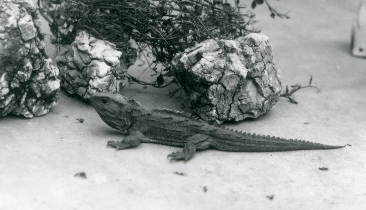 Un tuatara en el Zoológico de Londres en 1927 de Frederick William Bond