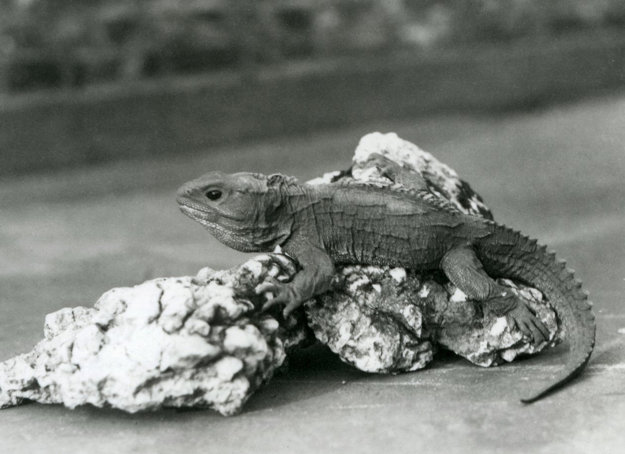 Un tuátara, acostado sobre una roca, en el Zoológico de Londres en 1929 (foto en blanco y negro) de Frederick William Bond