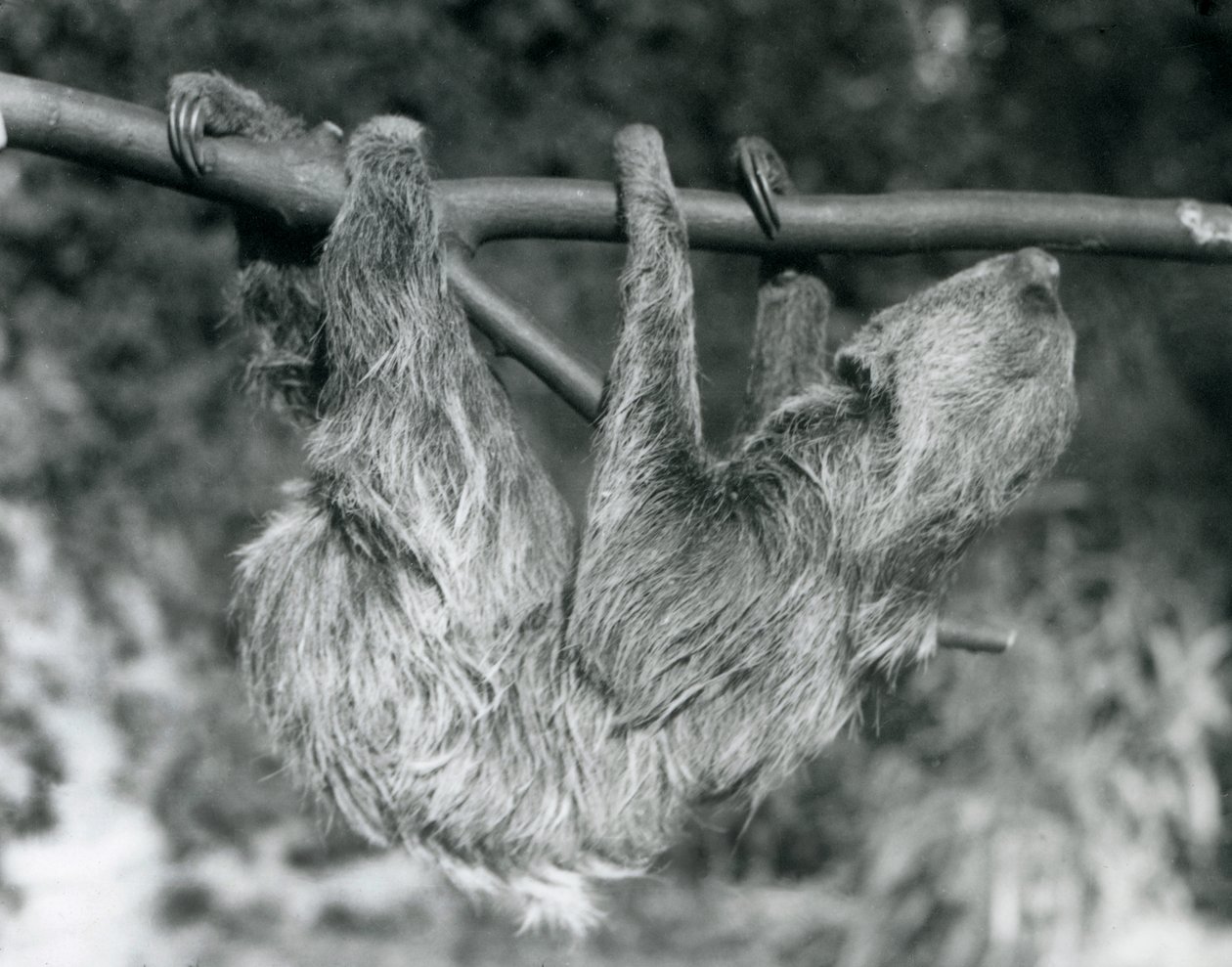 Un perezoso de dos dedos colgando de una rama cortada, Zoológico de Londres, 1927 de Frederick William Bond