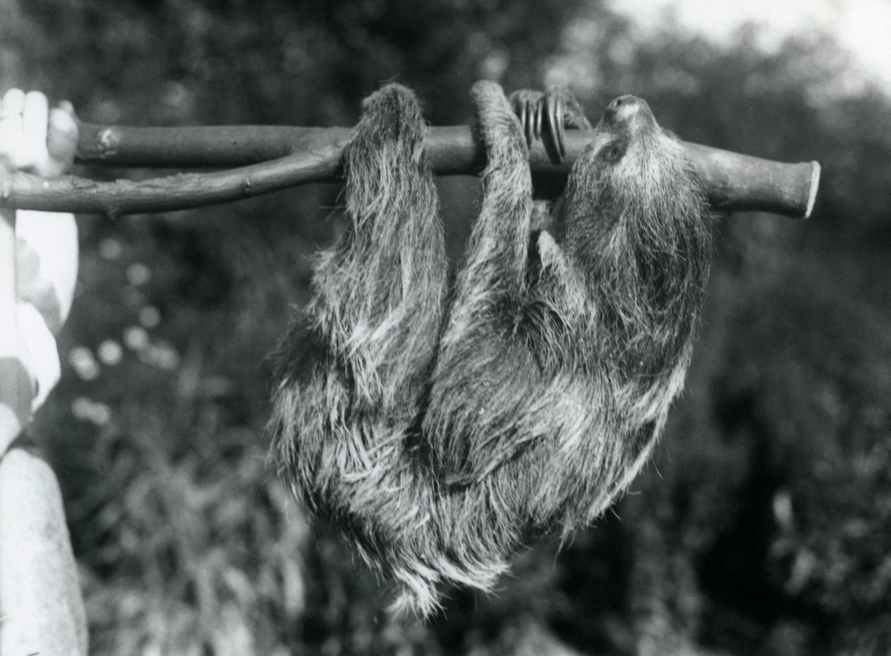 Perezoso de dos dedos colgando de una rama cortada, sostenido por un cuidador, Zoológico de Londres, 1925 de Frederick William Bond