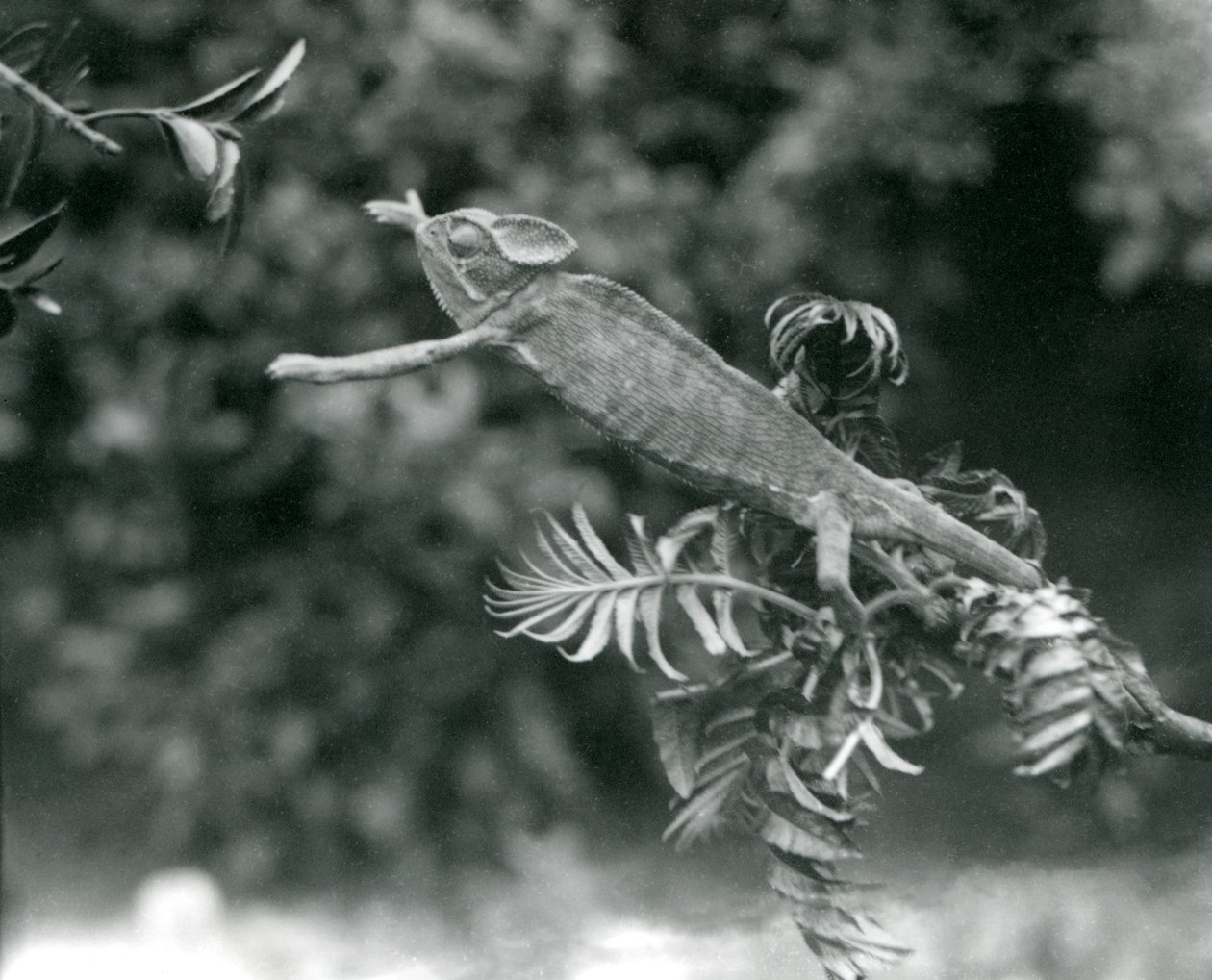 Un camaleón velado o de Yemen se encuentra en una rama frondosa y se extiende hacia otra, Zoológico de Londres, junio de 1924 de Frederick William Bond