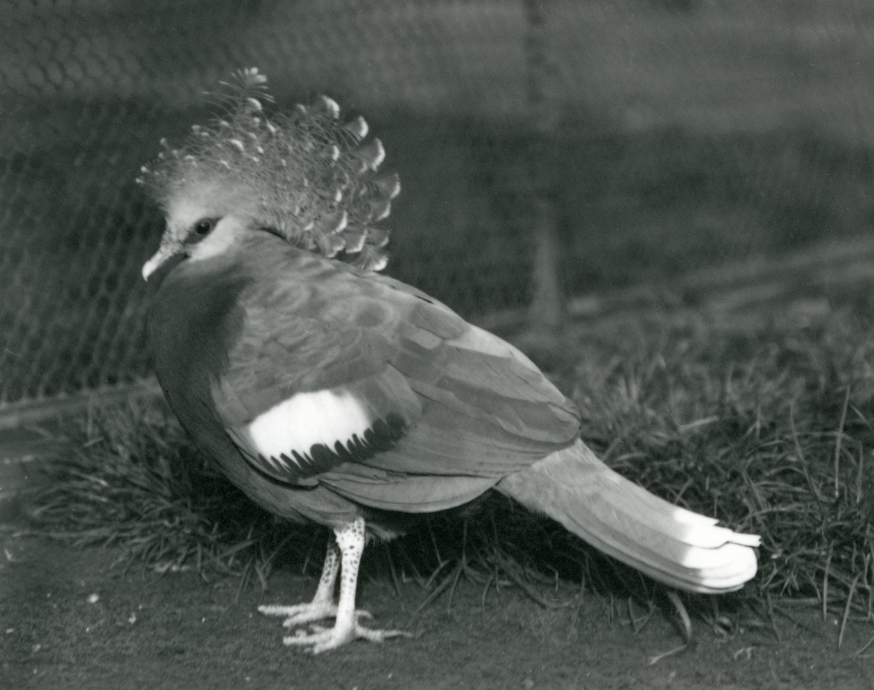 Una paloma coronada de Victoria de pie en el suelo en el Zoológico de Londres en septiembre de 1927 de Frederick William Bond